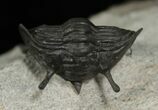 Rare, Stalked-Eyed Cybele Trilobite - Norway #6467-6